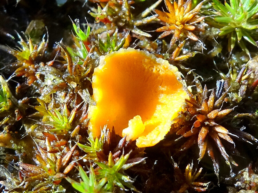 De heide kleurt oranje