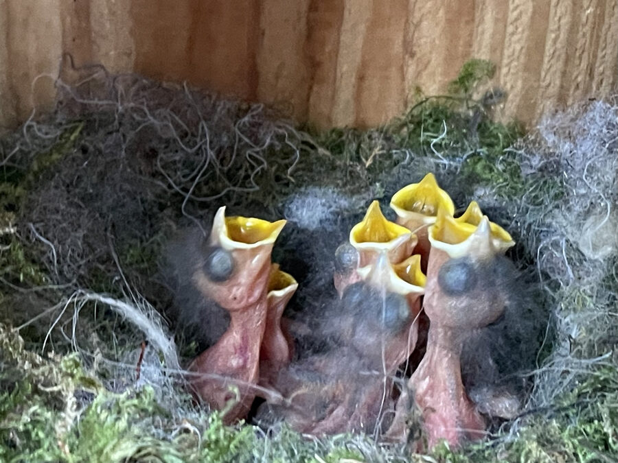Nestkastroute Zuideresweg