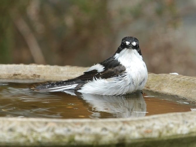 1 Bonte vliegenvanger m Maud Maas Geesteranus 1 Bonte vliegenvanger m Maud Maas Geesteranus