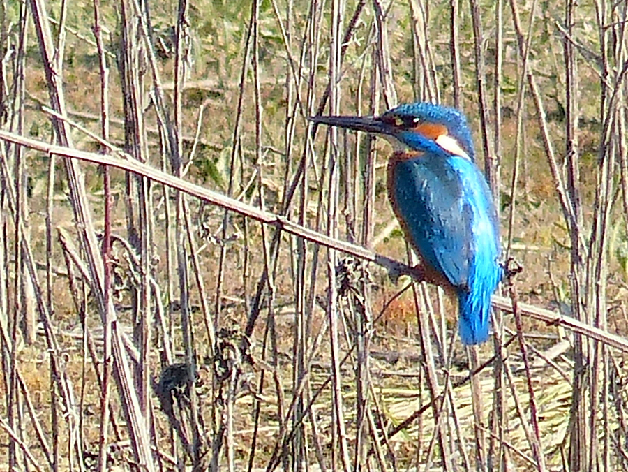 IJsvogel