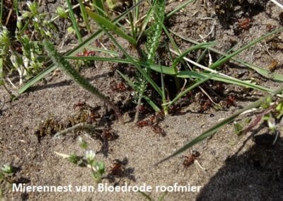 2 mierennest van Bloedrode roofmier