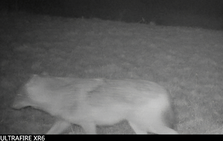 Spectaculaire waarneming op Stiggeltie: Goudjakhals