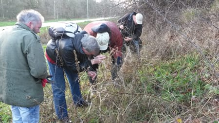 Sleedoornpage-eitjes  zoeken