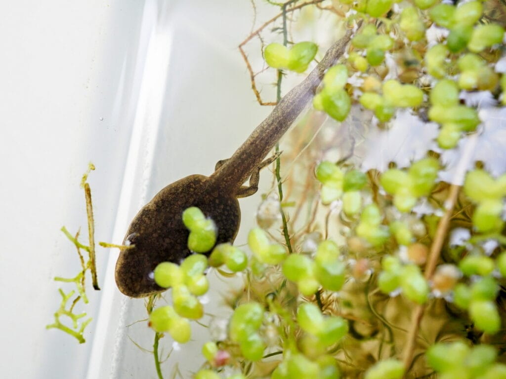 1 Kikkervisje met achterpootjes A vdH 1 Kikkervisje met achterpootjes A vdH
