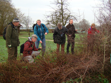 Sleedoornpage-eitjes zoeken