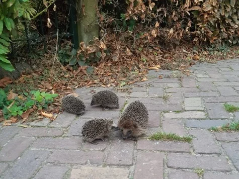 Jeugdworkshop “Wat wens je, egeltje?”
