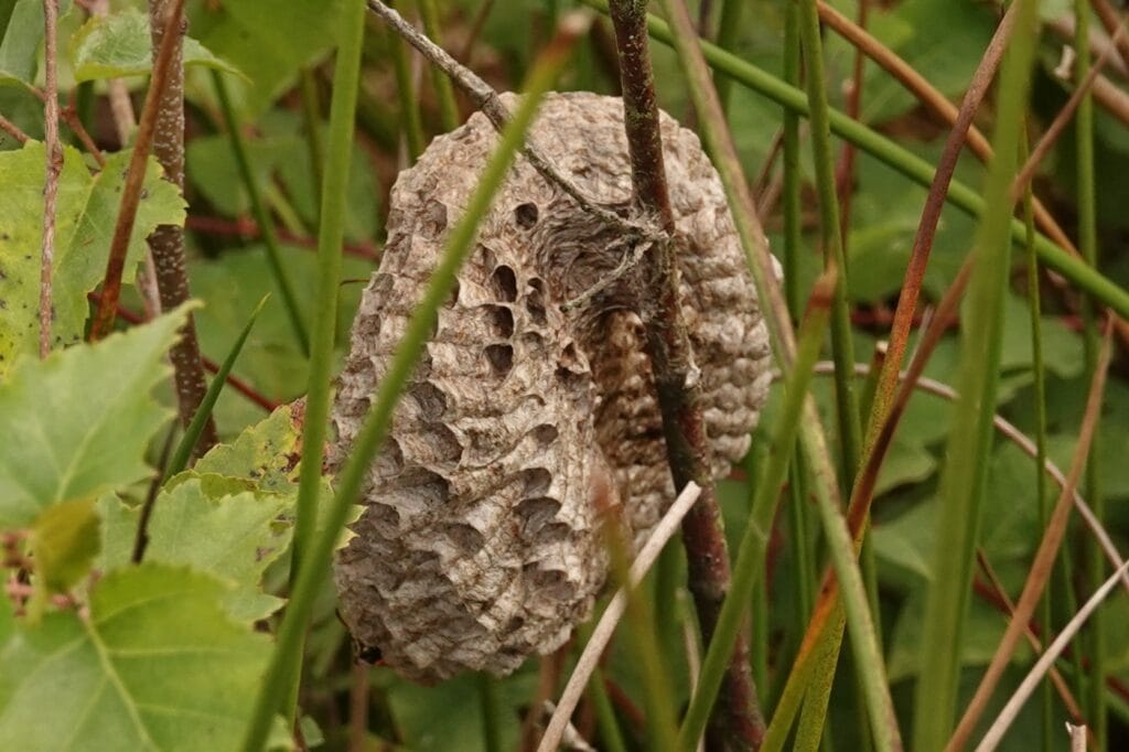 Achterzijde nest Achterzijde nest