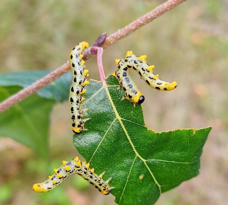 Artikel in Groen&Doen over bladwespen