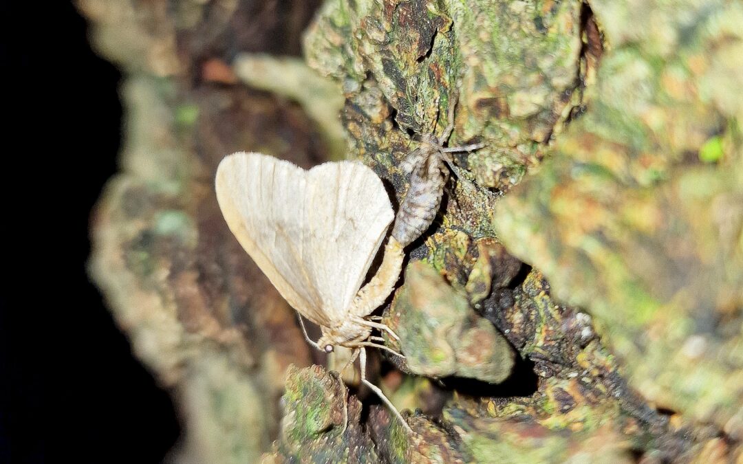 Kleine wintervlinder