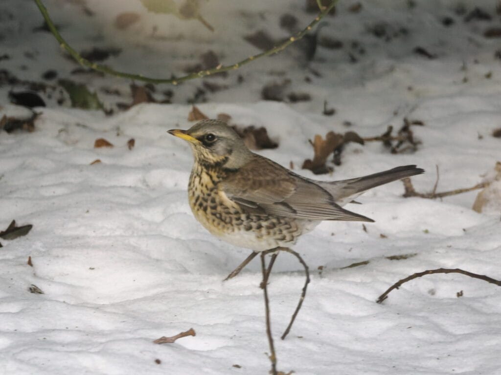 2 Kramsvogel 1 arjen vd Hoek 2 Kramsvogel 1 arjen vd Hoek
