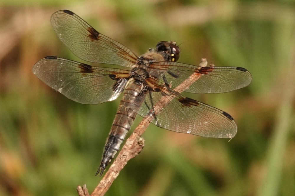 Excursie Kiersche Wijde: libellen, vlinders, vogels