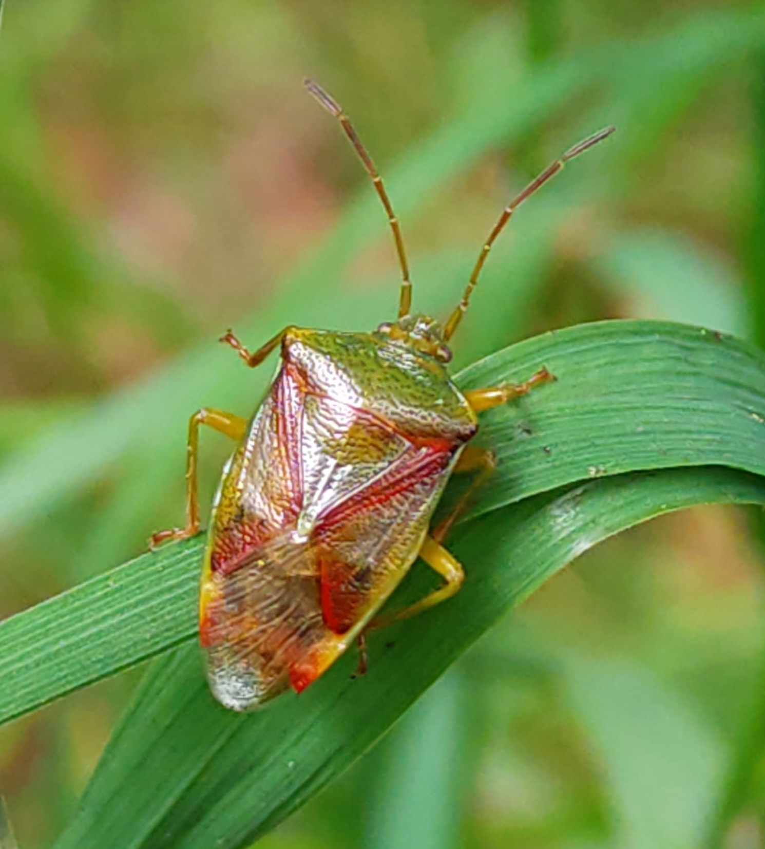 Jeugdworkshop Insectensafari en Insectenrobotje
