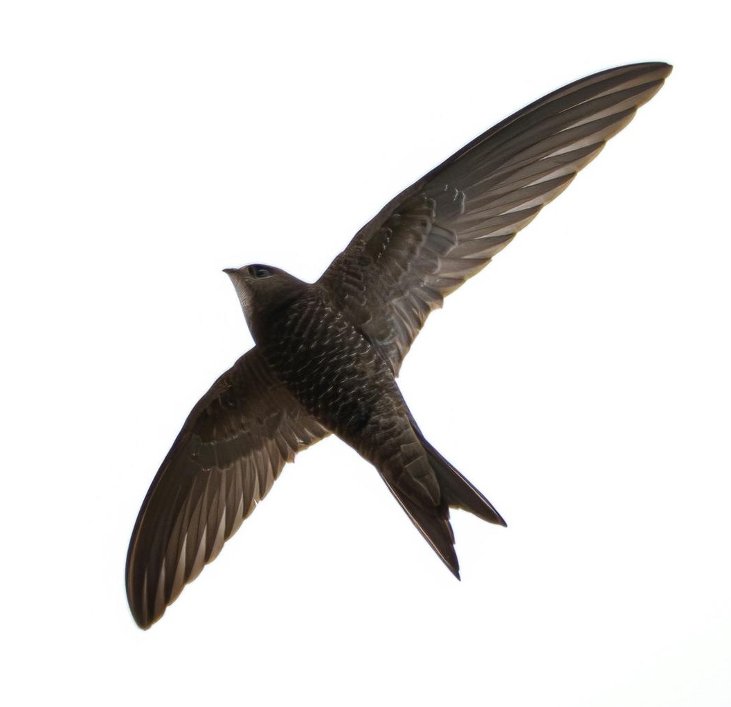 Gierzwaluwen spotten in de avondschemering