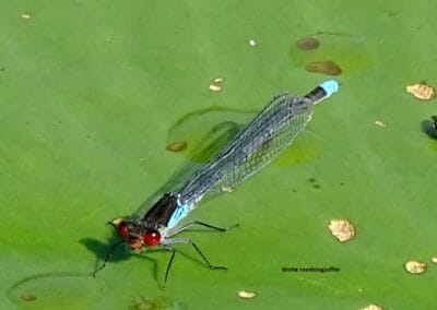 1 grote roodoogjufffer