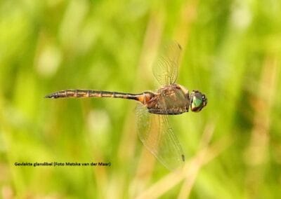 8 Gevlekte glanslibel foto Metske vd Maar