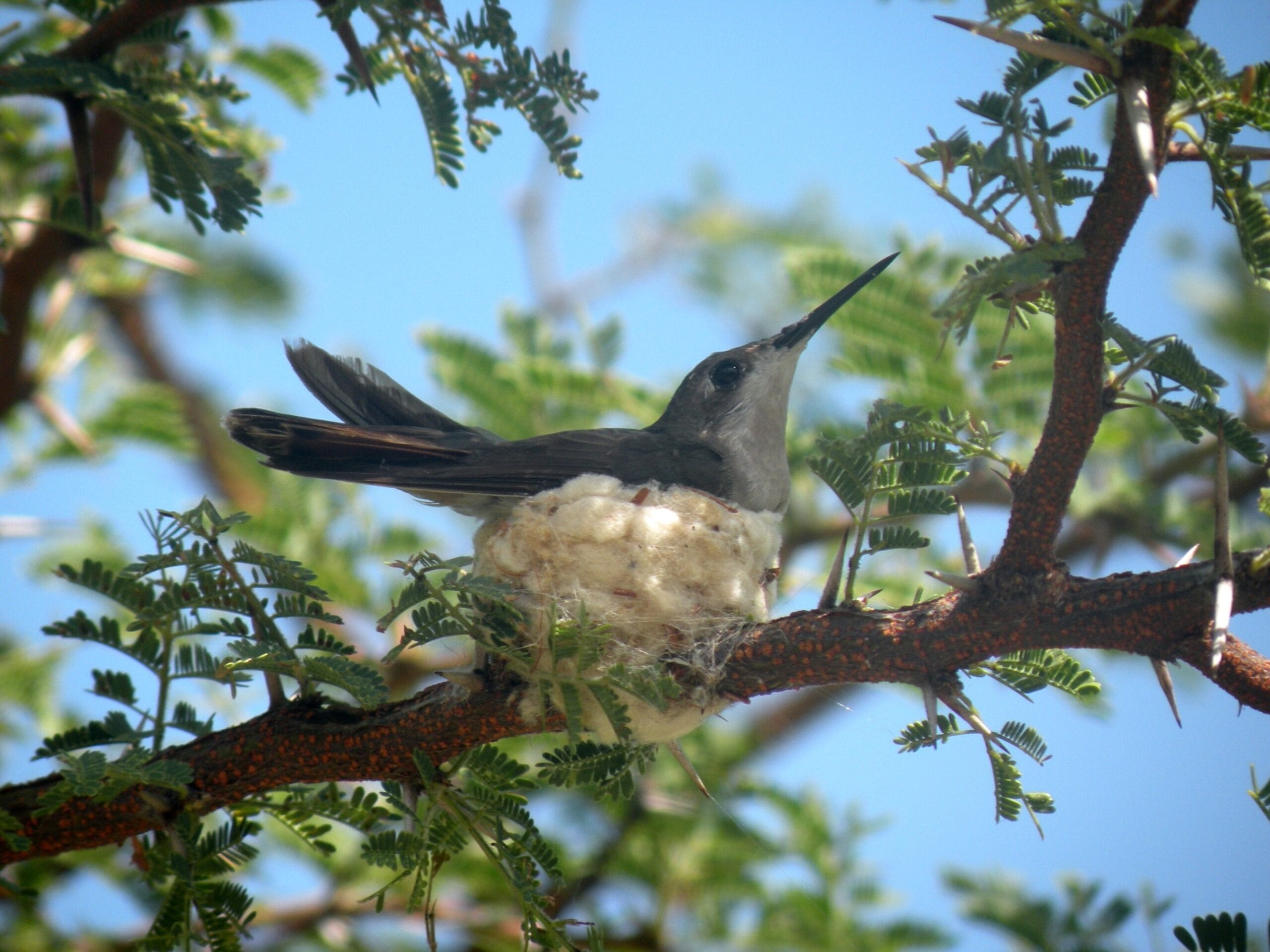 Lezing Bert Denneman "Over Blau-blau en Killy-killy: de tropische natuur van Nederland"
